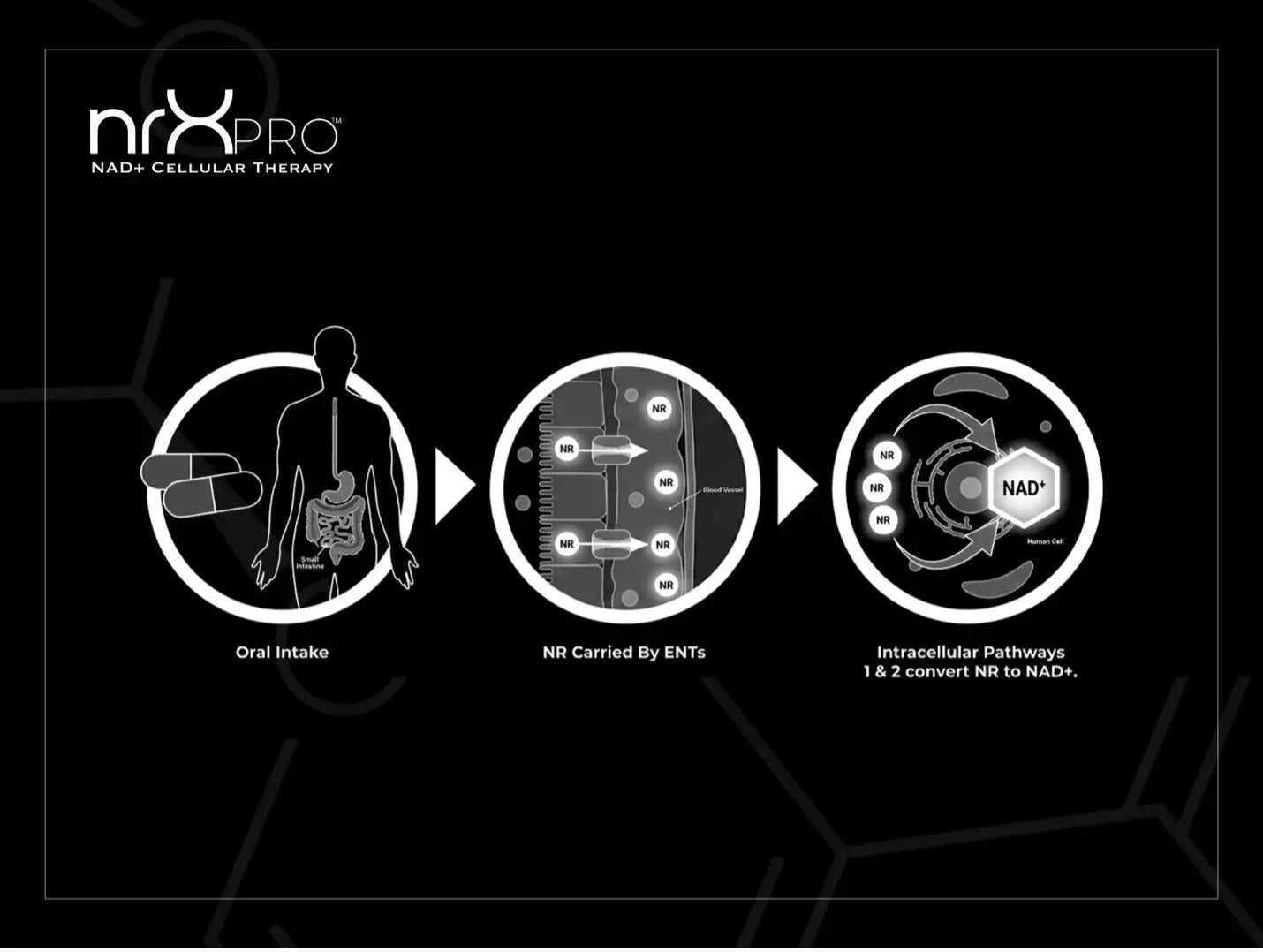 nrxpro nad cellular therapy nr conversion-process-diagram
